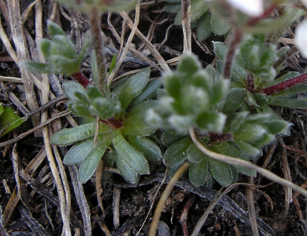 Androsace villosa /Androsace appenninica